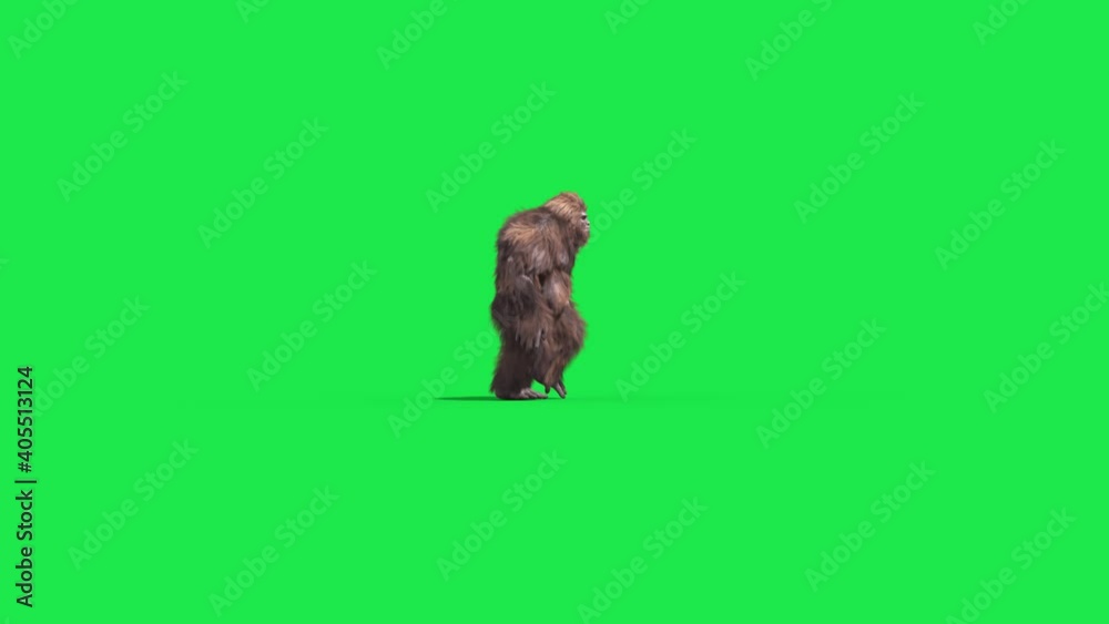 Green Screen Bigfoot Yeti Walk Side Real Fur 3D Rendering Animation 4K