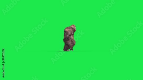 Green Screen Bigfoot Yeti Walk Side Real Fur 3D Rendering Animation 4K photo