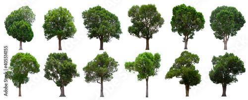 isolated tree green set is located on a white background. Collection of isolated tree green on white background Tropical tree