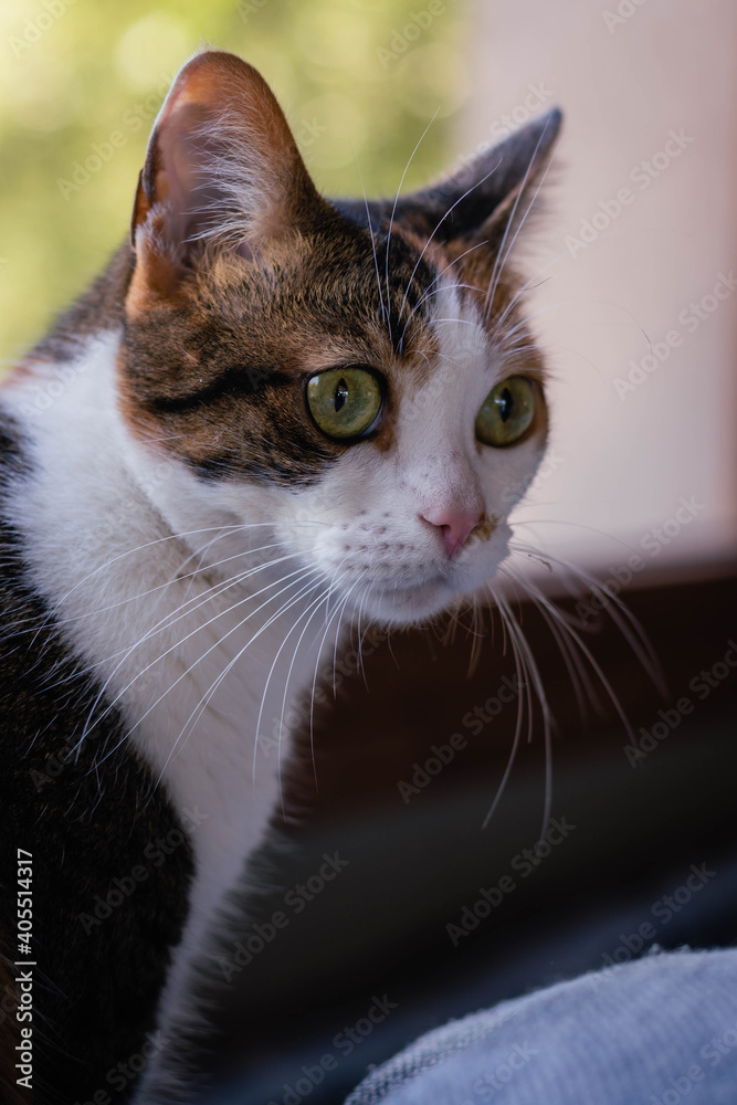close-up of adult tricolor cat resting relax cordoba argentina