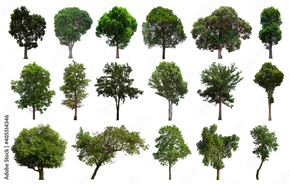 Fototapeta premium isolated tree green set is located on a white background. Collection of isolated tree green on white background Tropical tree