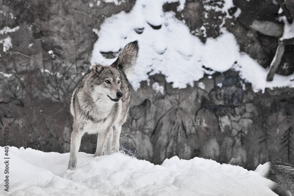 Obraz premium Wolf against the background of shamanic drawings on the rock