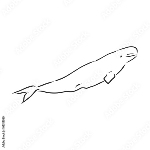 Hand drawn vector beluga whale. Sketch engraving illustration of whale. beluga whale vector sketch illustration