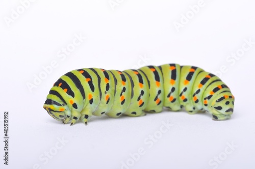 Swallowtail caterpillar on a white backgroung