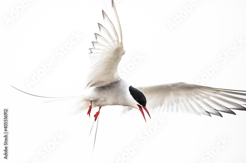 Arctic tern on Farne Island photo