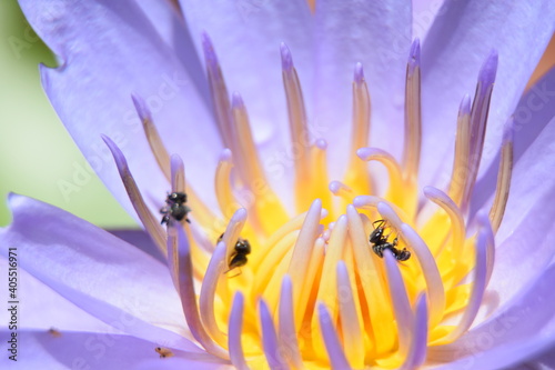 The pollen of yellow of a lotus with purple inverted flowers. There are tiny insects eating nectar from the pollen inside the lotus.