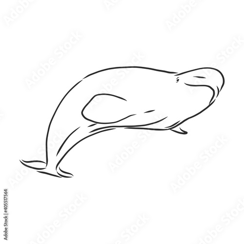 Hand drawn vector beluga whale. Sketch engraving illustration of whale. beluga whale vector sketch illustration