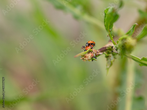 tow ladybugs having sex on a blade of grass
