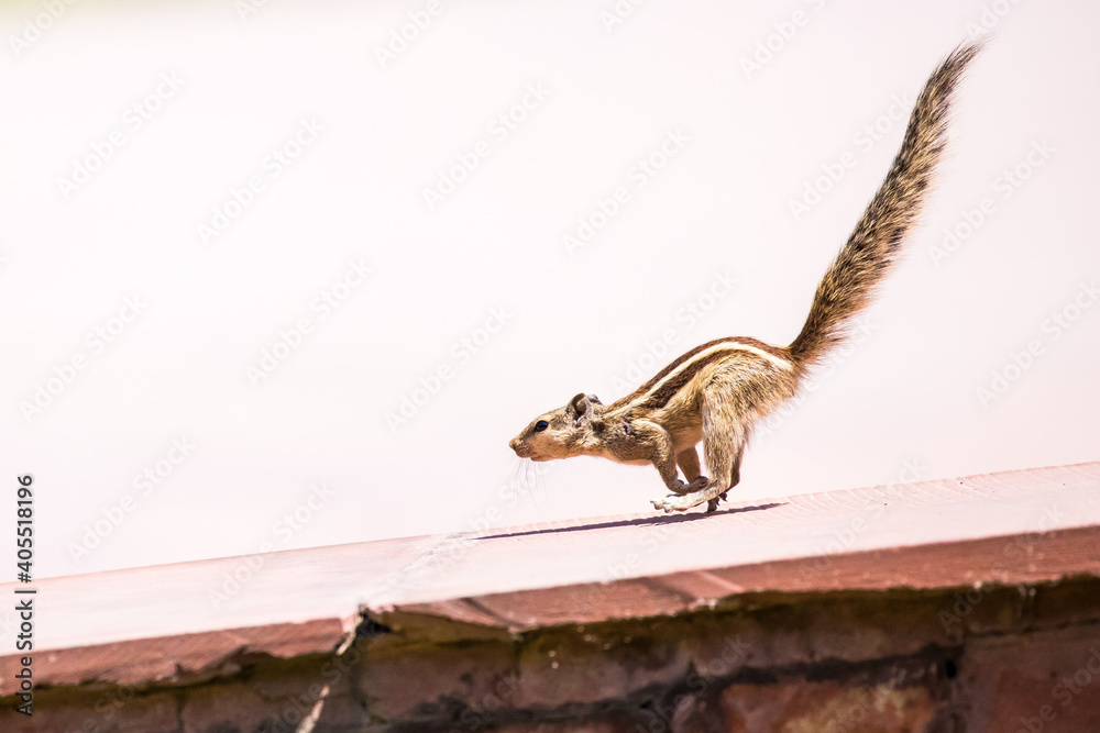 Fototapeta premium Indian palm squirrel in Agra