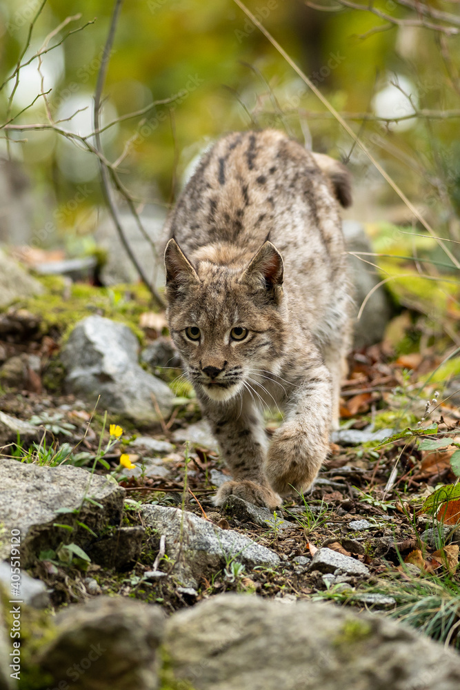 Obraz premium Lynx in green forest with tree trunk. Wildlife scene from nature. Playing Eurasian lynx, animal behaviour in habitat. Wild cat from Germany. Wild Bobcat between the trees