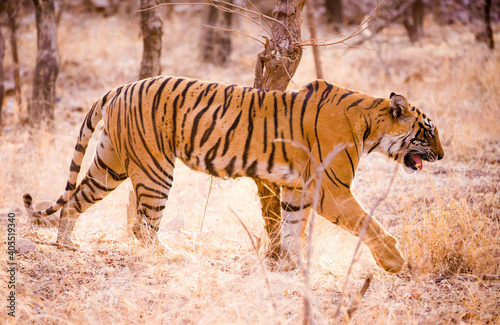 Bengal tiger in Ranthambore