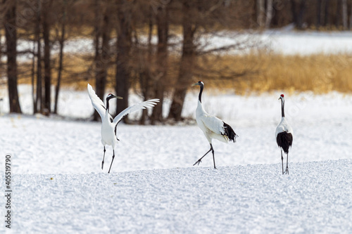 Red-crowned cranes dancing and flying at Hokkaido, Northern Japan.