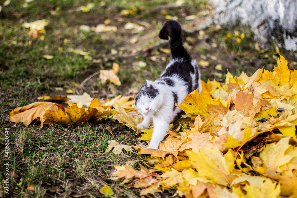 Black and white cat on a background of yellow maple leaves. Marilyn Monroe in feline guise