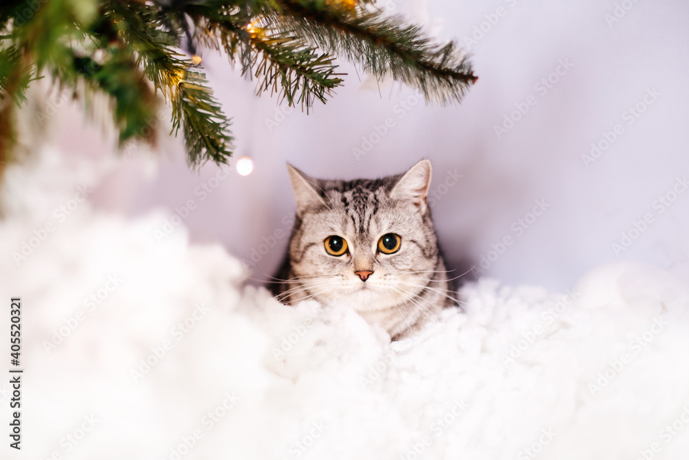 cat on the snow in a photo studio