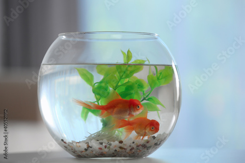 Beautiful bright goldfish in aquarium on table