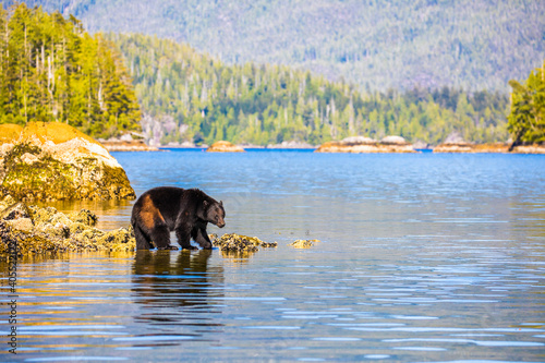 Black bears of Tofino