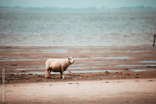 Sheep in the Wadden Sea National Park near the Peninsula Nordstrand  Germany  Europe