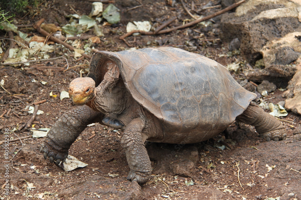 Obraz premium Giant tortoise of the Galapagos Islands