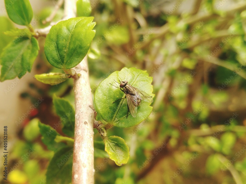 House Fly on the Leaf 