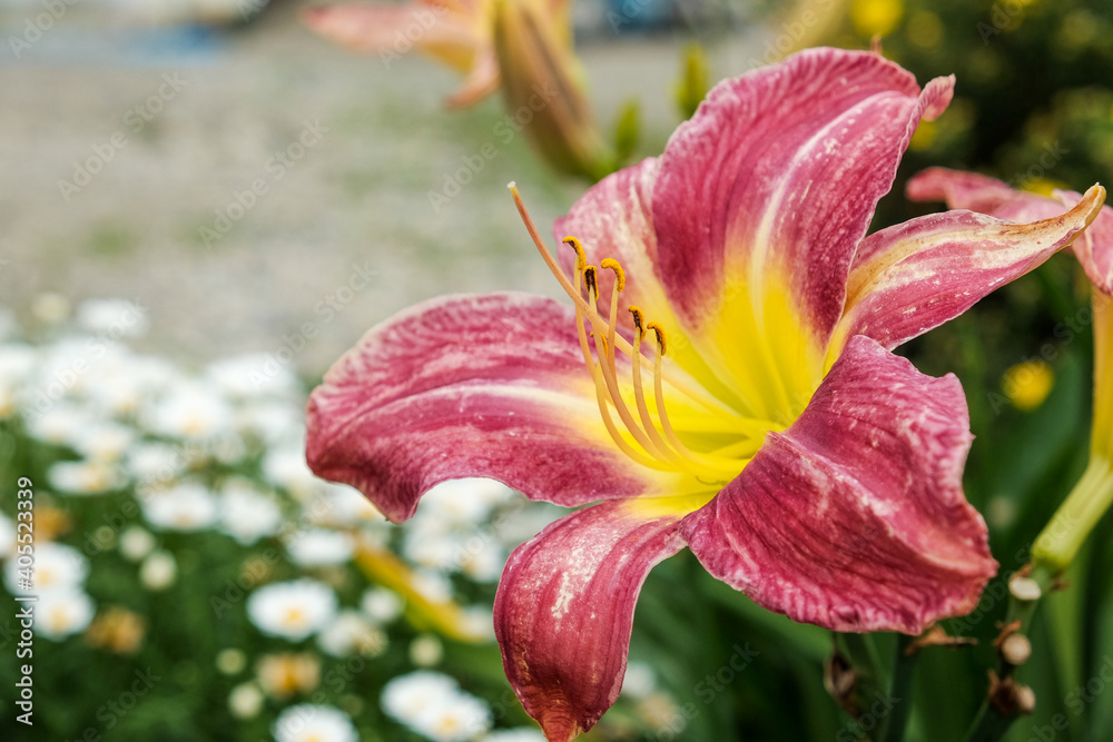 macro red lily on the natural colour background