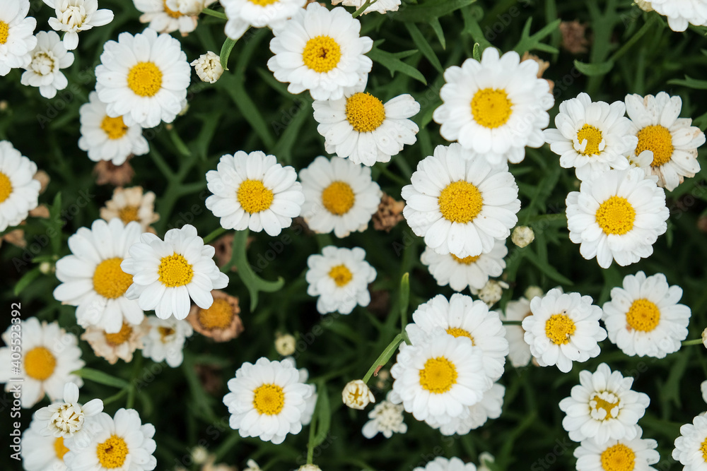 Selective focus of white camomiles on green field. top view Selective focus of white camomiles on green field. top view