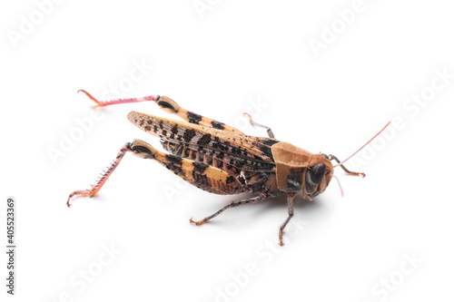 Common grasshopper isolated on white. Wild insect