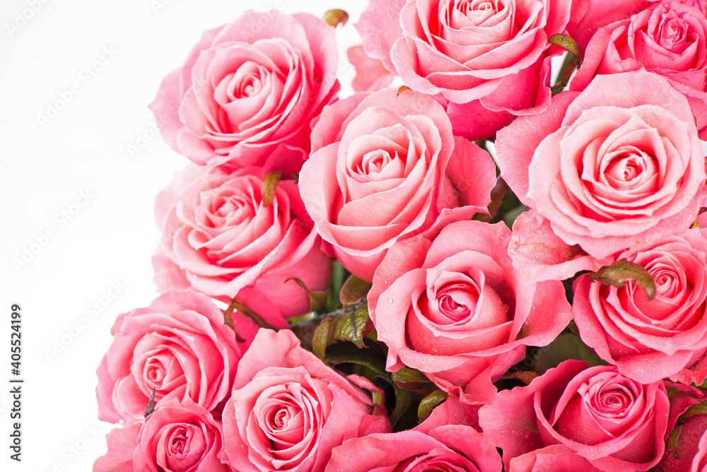 Pink roses isolated on the white background Pink roses isolated on the white background