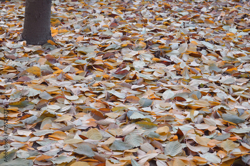 Fall of colorful leaves in a cherry orchard in late autumn. photo