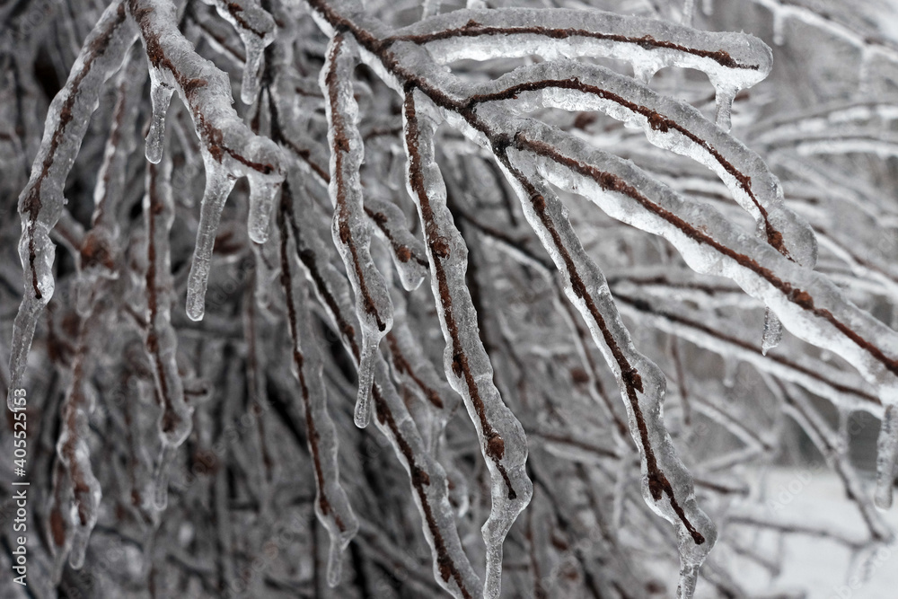 A tree branch covered with ice after a winter ice storm A tree branch covered with ice after a winter ice storm