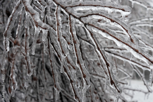 A tree branch covered with ice after a winter ice storm © Konstantin