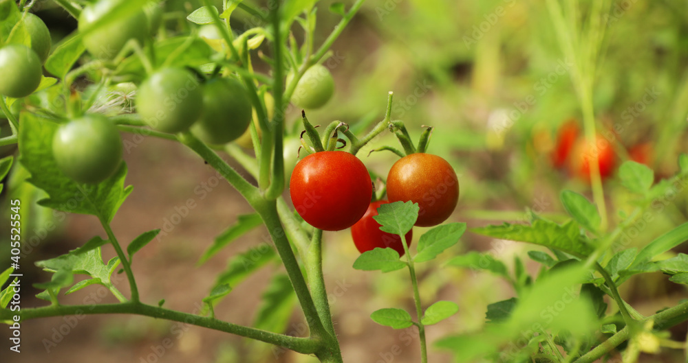 Beautiful ripe tomatoes on bush in garden Beautiful ripe tomatoes on bush in garden