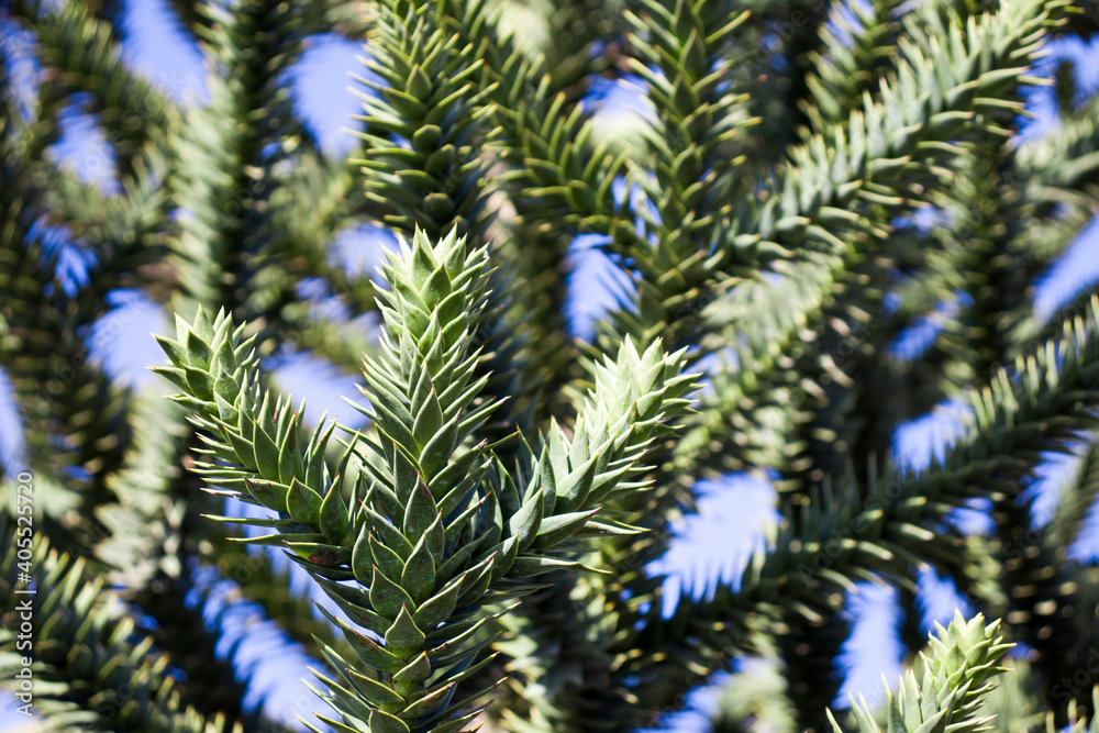 Araucaria large needle tree, araucaria close-up