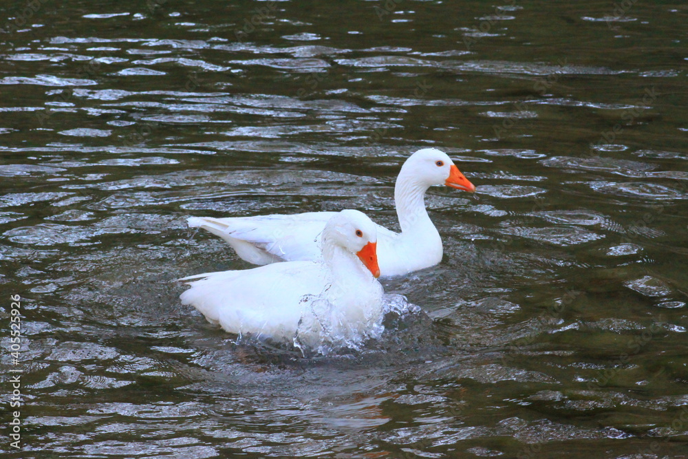Obraz premium hermoso patos blancos bañandose en el rio y nadando