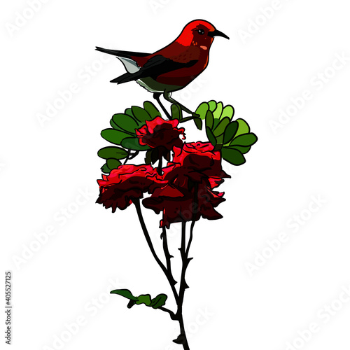 pajaro