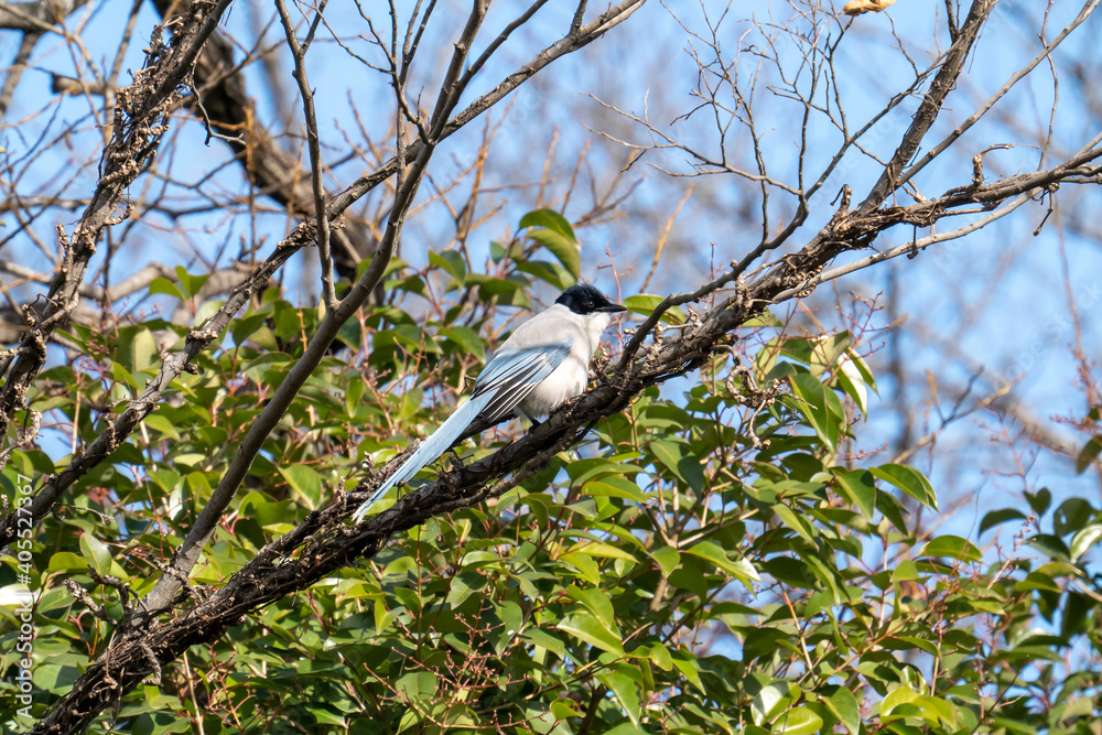 Obraz premium 木枝に隠れる冬の尾長(オナガ)