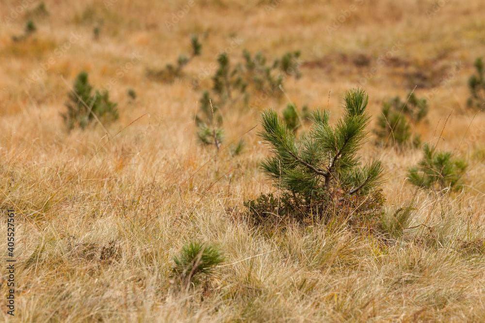 detail over an alpine pasture among the dolomites in Italy at fall detail over an alpine pasture among the dolomites in Italy at fall