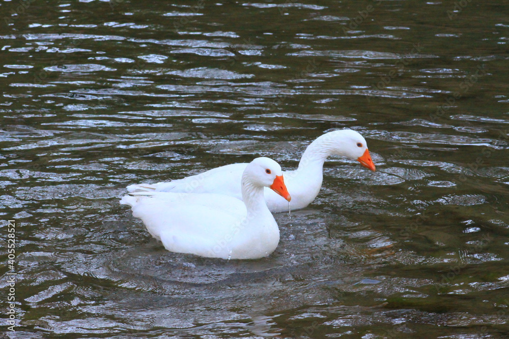 hermoso patos blancos bañandose en el rio y nadando hermoso patos blancos bañandose en el rio y nadando