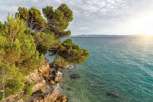 Beautiful pine trees and the shore of the blue sea in the evening. Adriatic Sea, Croatia.