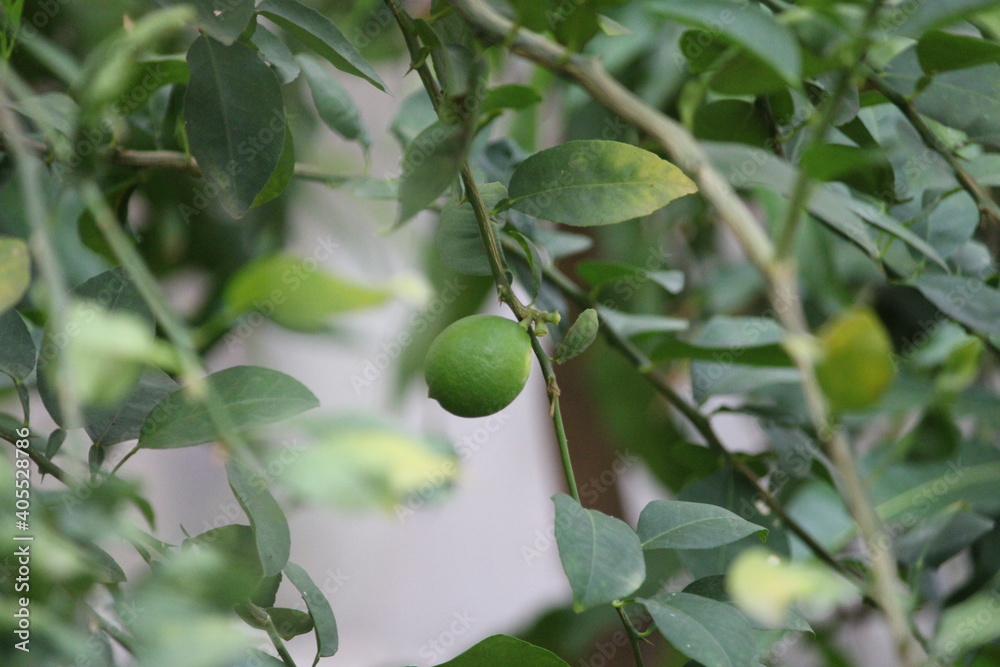 green lemon on tree