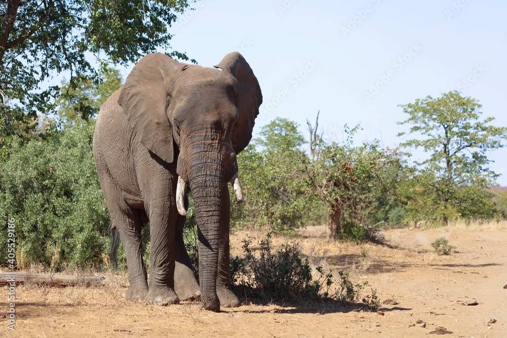 Obraz premium Afrikanischer Elefant / African elephant / Loxodonta africana