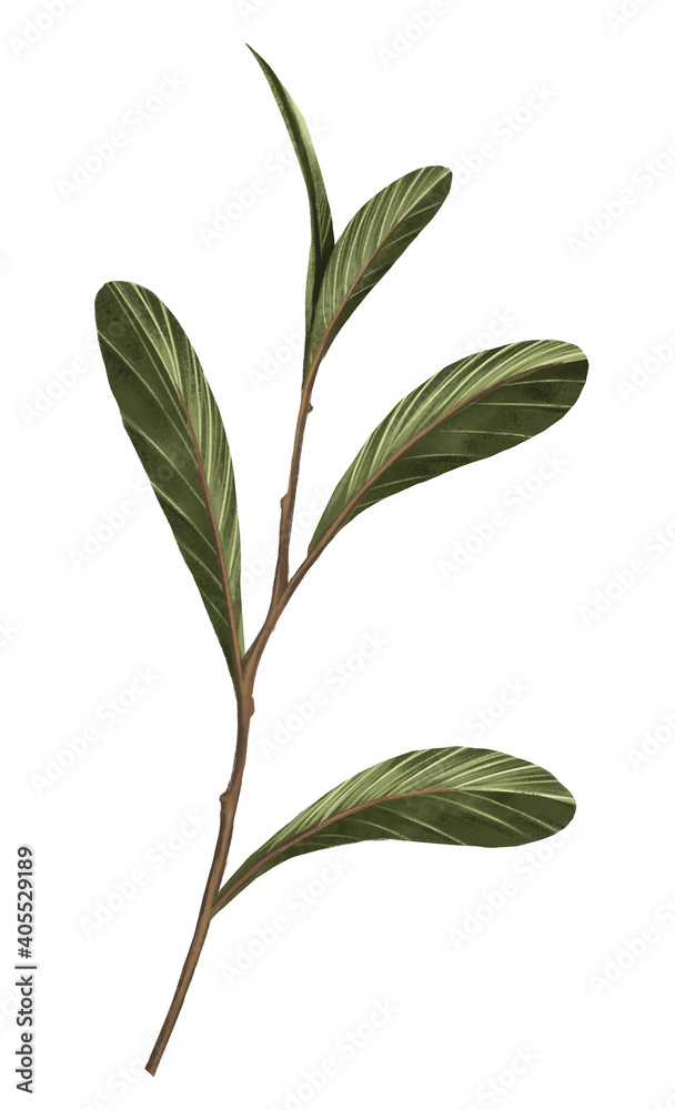 Green leaf isorate on background. for template and decorate your artwork.to be greeting card or prop for about organic product. Create by digital painting and illustration.