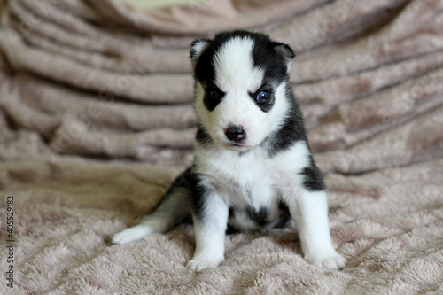 Cute blue-eyed siberian husky puppy sitting on bed