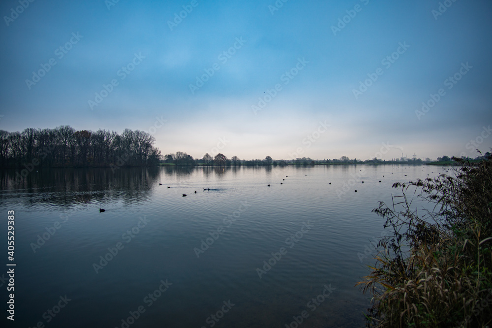 ducks swimming at beautiful werdersee, a river in bremen, at morning dawn in winter
