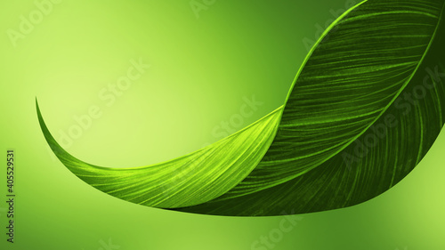 Leaf is green lush on green background . AÂ leafÂ is anÂ organÂ and is the principal lateral appendage of theÂ stem. Gives a refreshing feeling for your product. photo