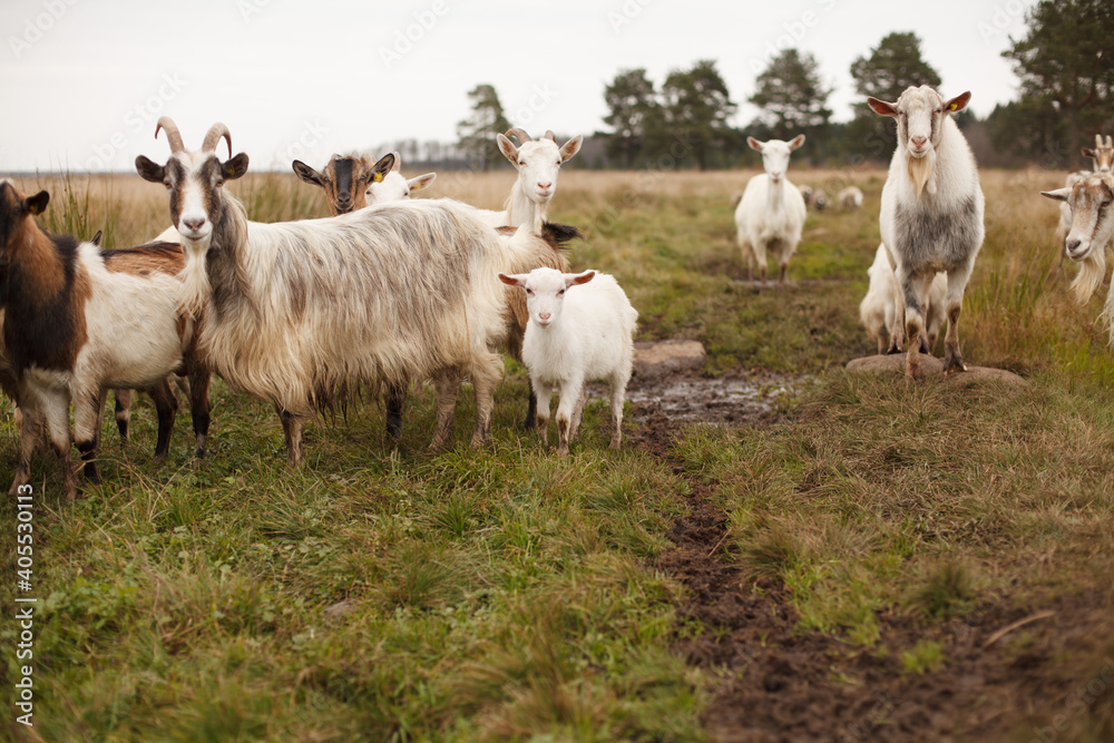Goats and goatling stand on a field. Autumn landscape. Cold cloudy weather. Goats and goatling stand on a field. Autumn landscape. Cold cloudy weather.