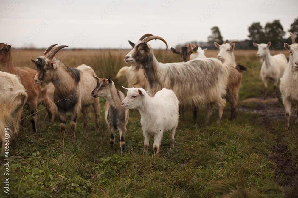 Goats and goatling stand on a field. Autumn landscape. Goats and goatling stand on a field. Autumn landscape.
