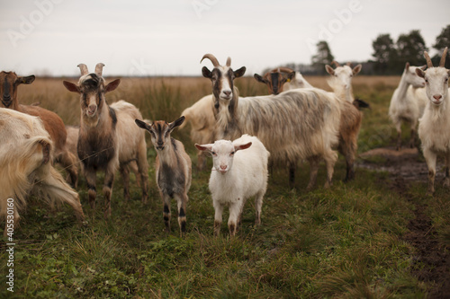 Goats and goatling stand on a field. Autumn landscape. Cloudy daylight.