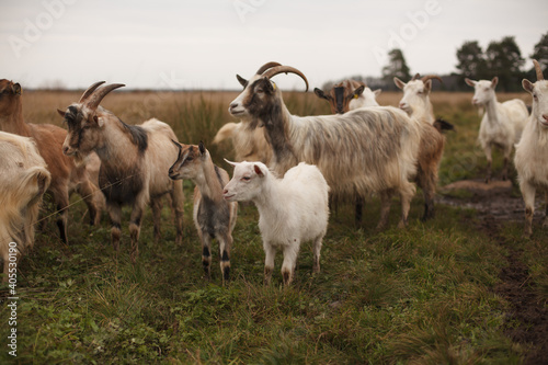 Goats and goatling stand on a field. Autumn landscape. © Maria