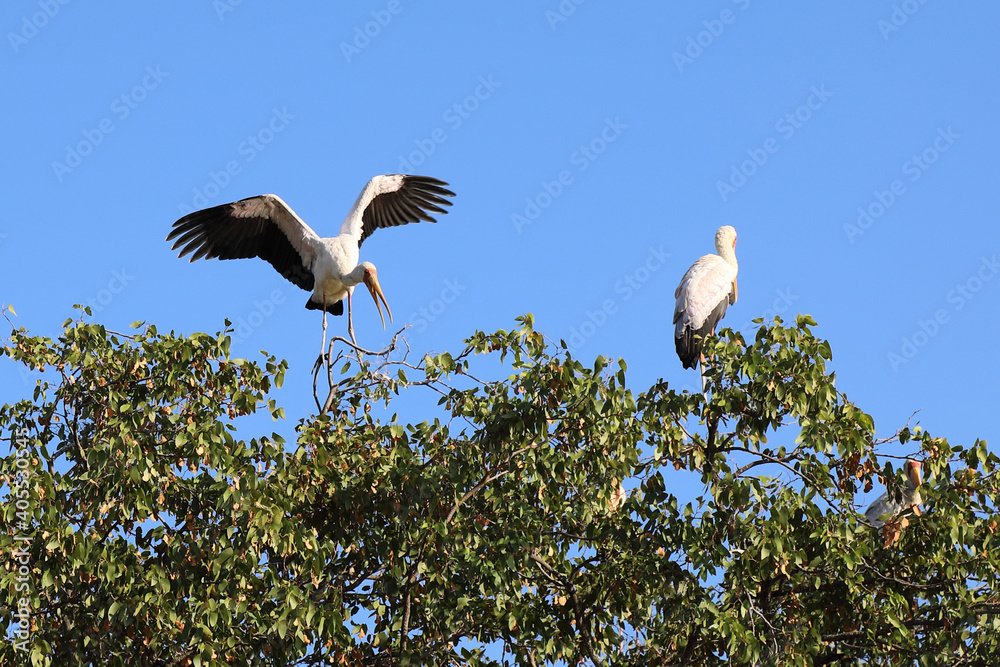 Nimmersatt / Yellow-billed stork / Mycteria ibis Nimmersatt / Yellow-billed stork / Mycteria ibis