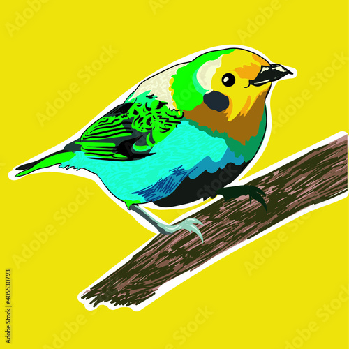 pajaro